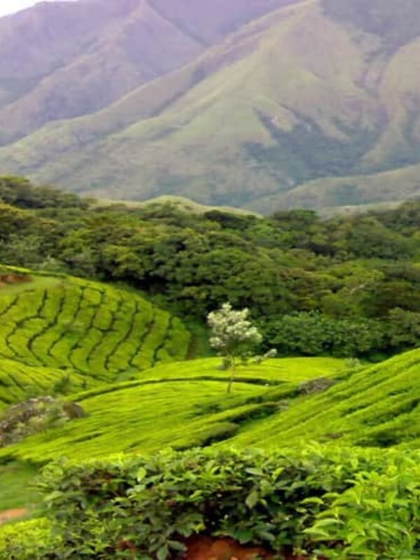 Kerala With Kumrakom (Honeymoon Special 2)